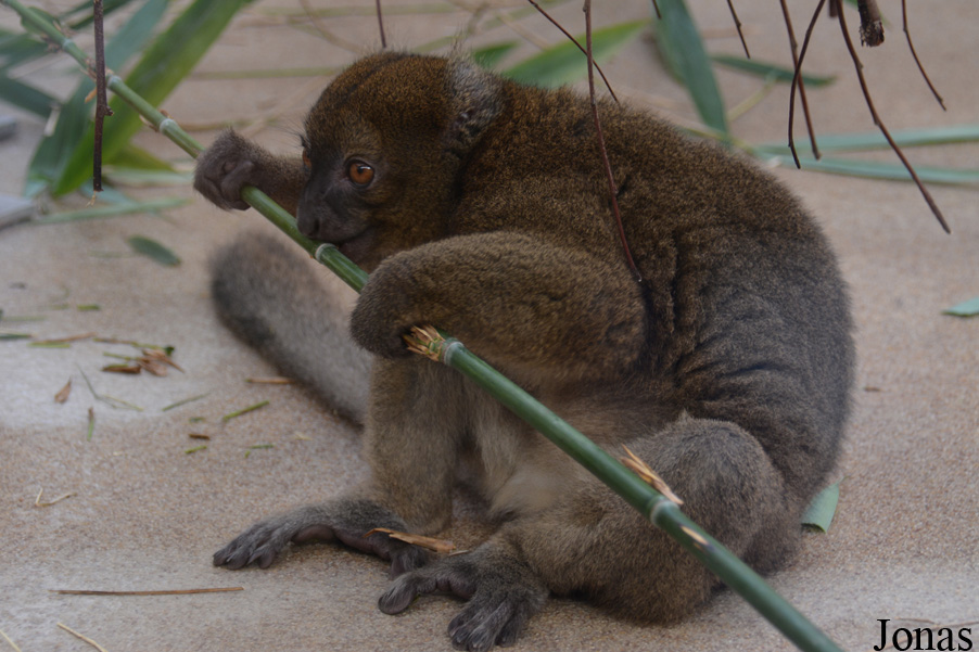 Prolemur simus